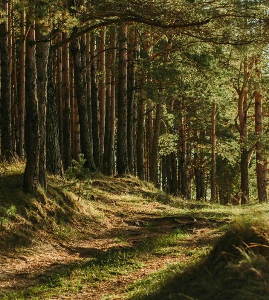 99% bio-based and fully recyclable