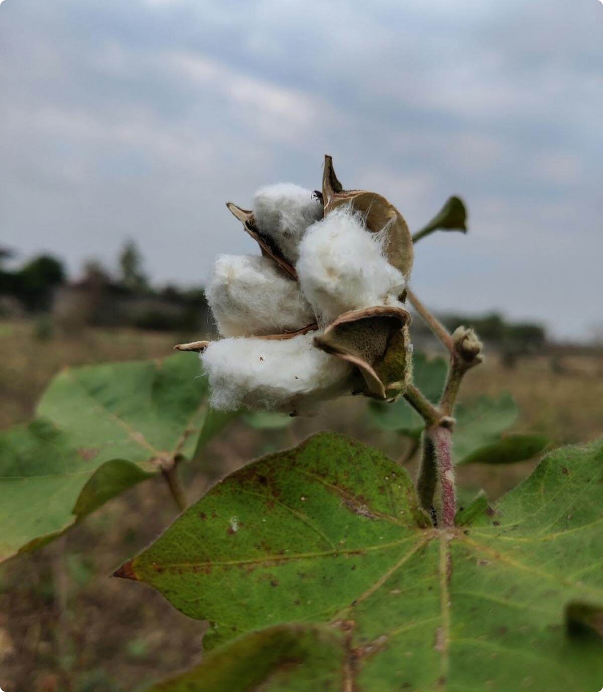 Supima Cotton fabric